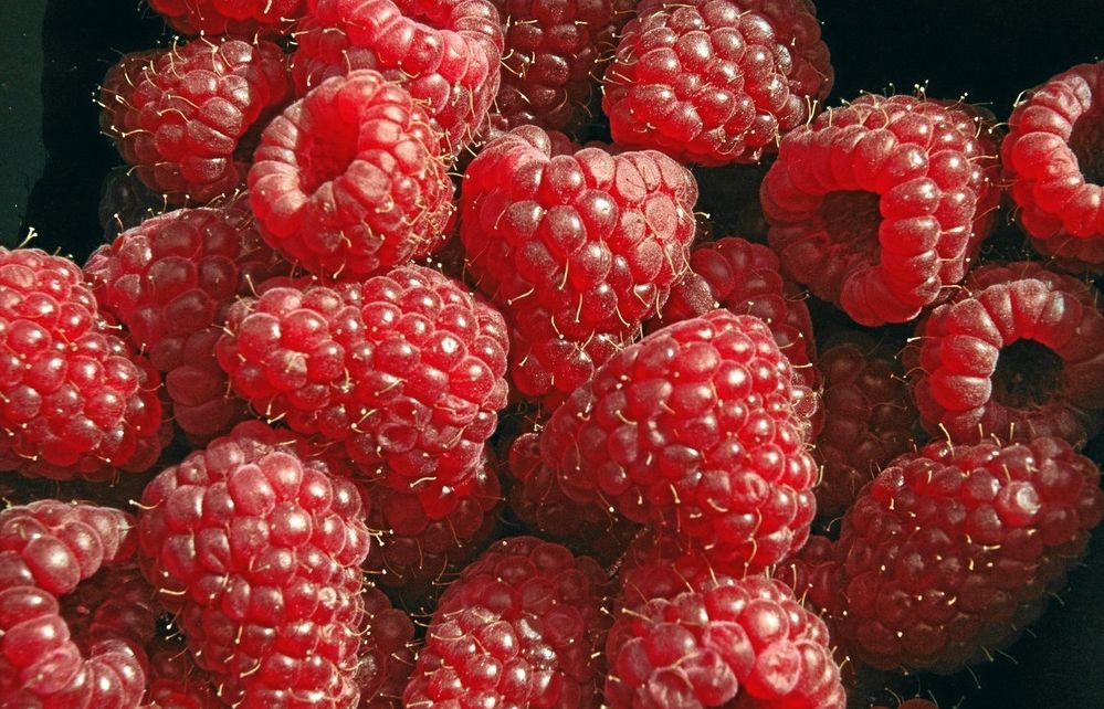 Nærbilde av en haug modne bringebær. Foto.