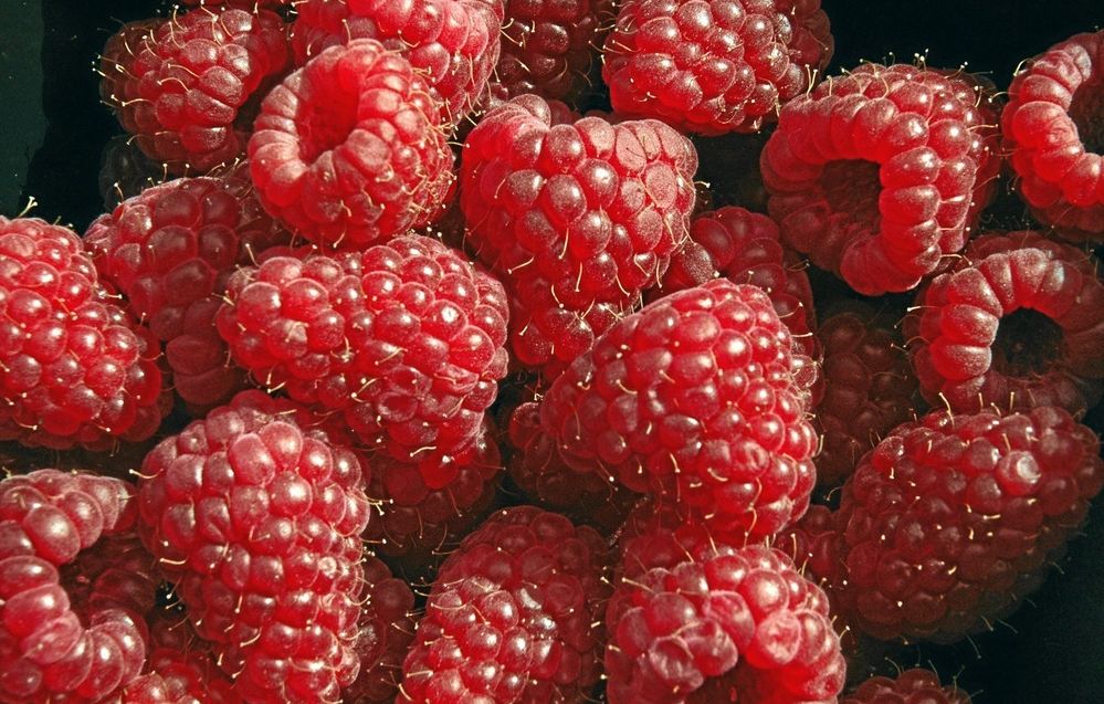 Nærbilete av ein haug modne bringebær. Foto.