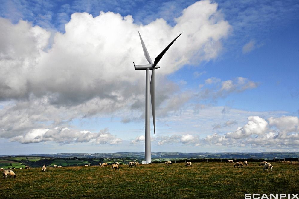 Moderne vindmølle. Sauer gresser rundt den. Foto.