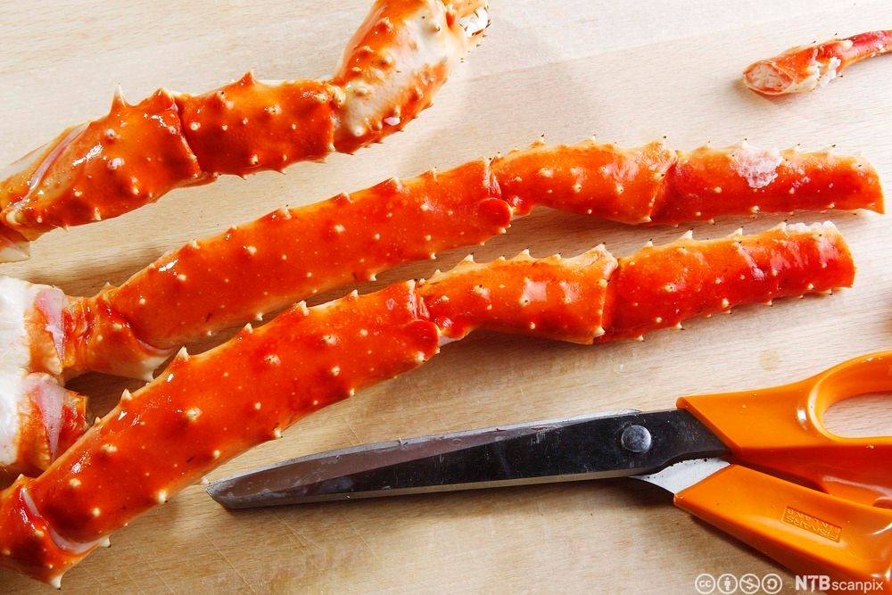 Kokte klør av kongekrabbe. Foto.