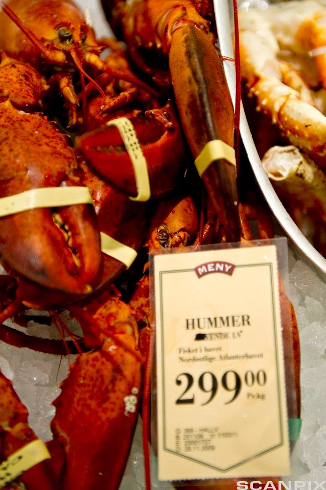 Kokte hummer i fiskedisk med prisskilt. Foto.