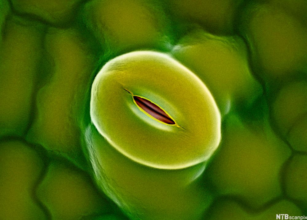 Mikroskopbilde av spalteåpning på et blad. Foto.