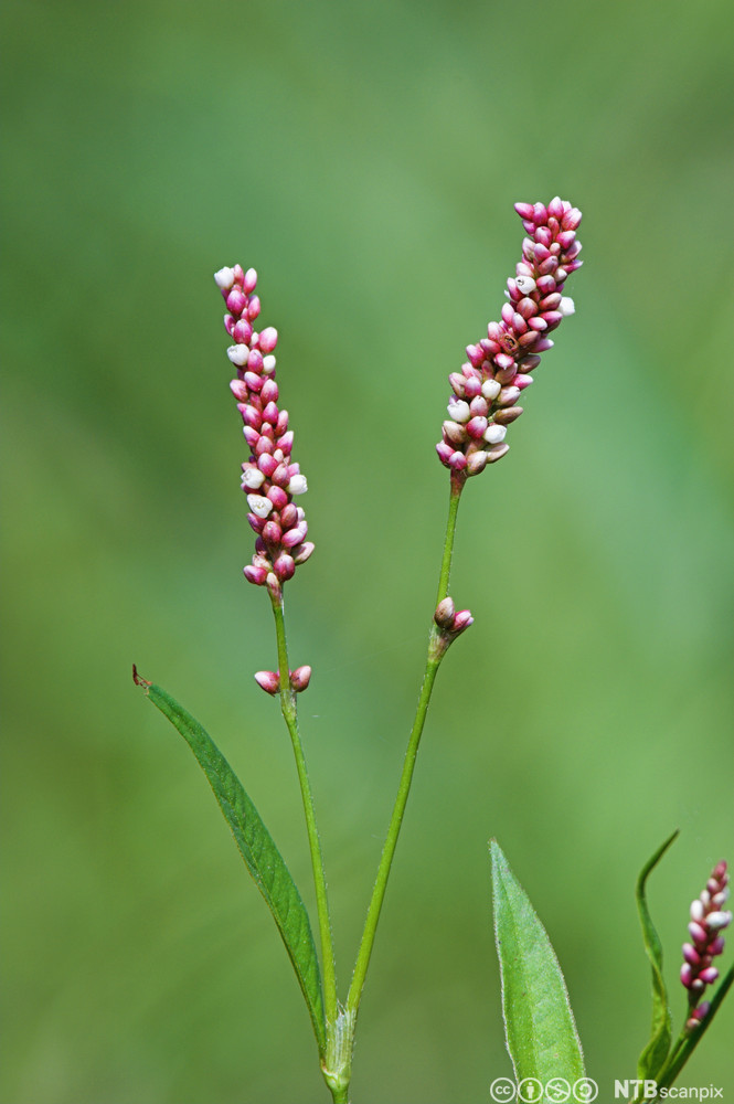 Plante med grønne, lansettformede blader og rosa blomster som sitter samlet i aks. Foto.