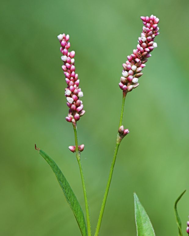 Plante med grønne, lansettformede blader og rosa blomster som sitter samlet i aks. Foto.