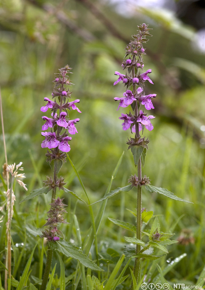 Plante med lansettformede blader som sitter parvis rett ovenfor hverandre på stengelen. Blomstene har rosa og leppeformede kronblad, og sitter etasjevis i krans rundt stengelen på øvre del av planten. Foto.