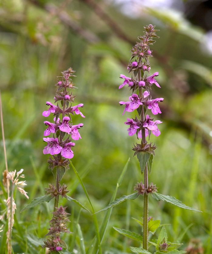 Plante med lansettformede blader som sitter parvis rett ovenfor hverandre på stengelen. Blomstene har rosa og leppeformede kronblad, og sitter etasjevis i krans rundt stengelen på øvre del av planten. Foto.