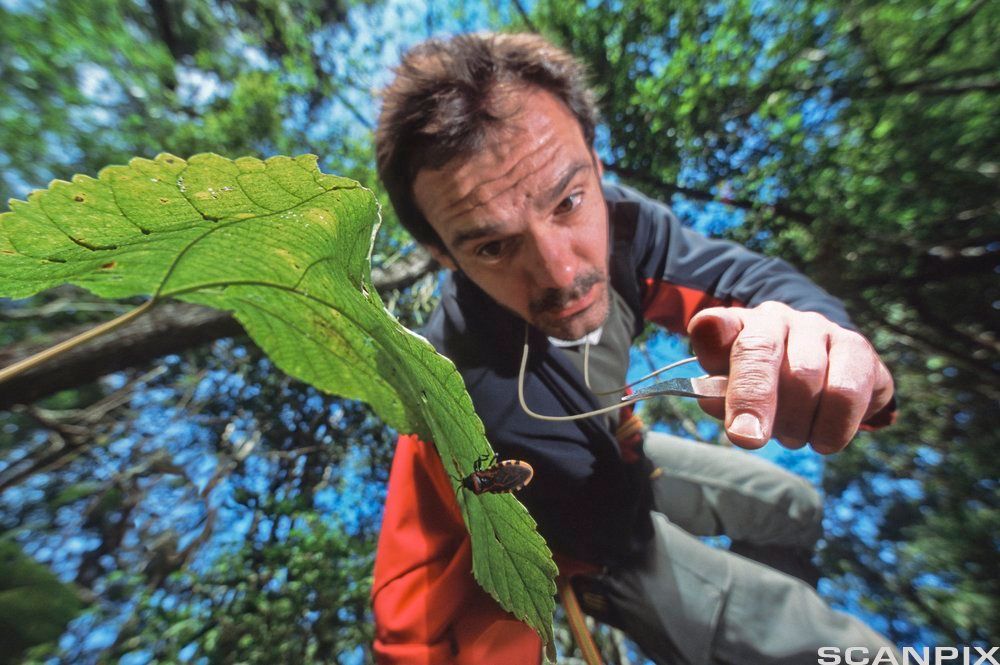 Mann med pinsett forsøker å fange bille. Foto.