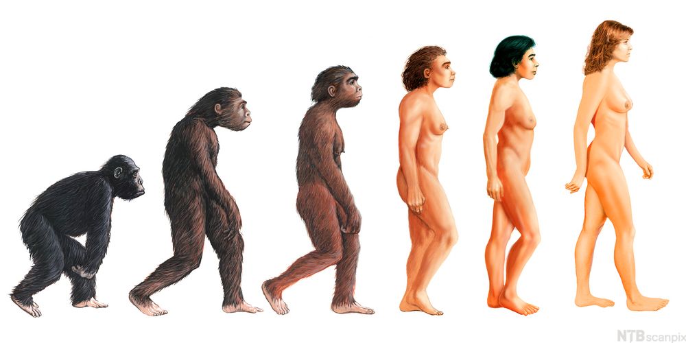 Utviklingslinje i 6 trinn fra ape til menneske.