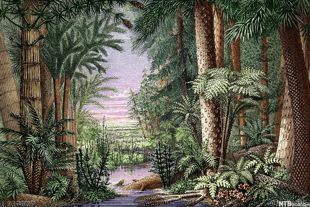 Skog av bregner. Illustrasjon.