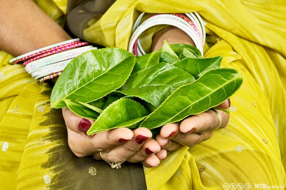 En person holder store, grønne teblader i hendene. Foto.