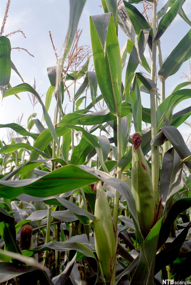 Maisplanter i blomstring. Foto.