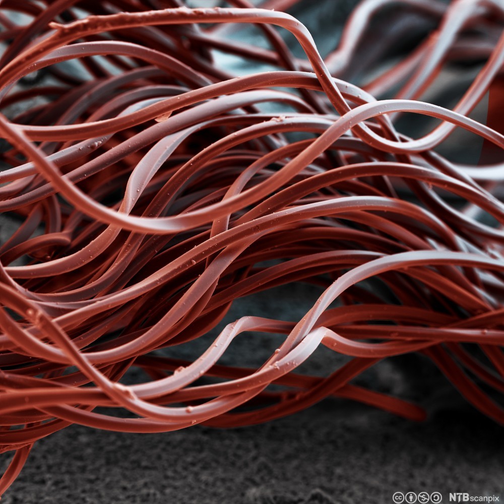 Nærbilde av polyesterfiber i rødt. Foto.