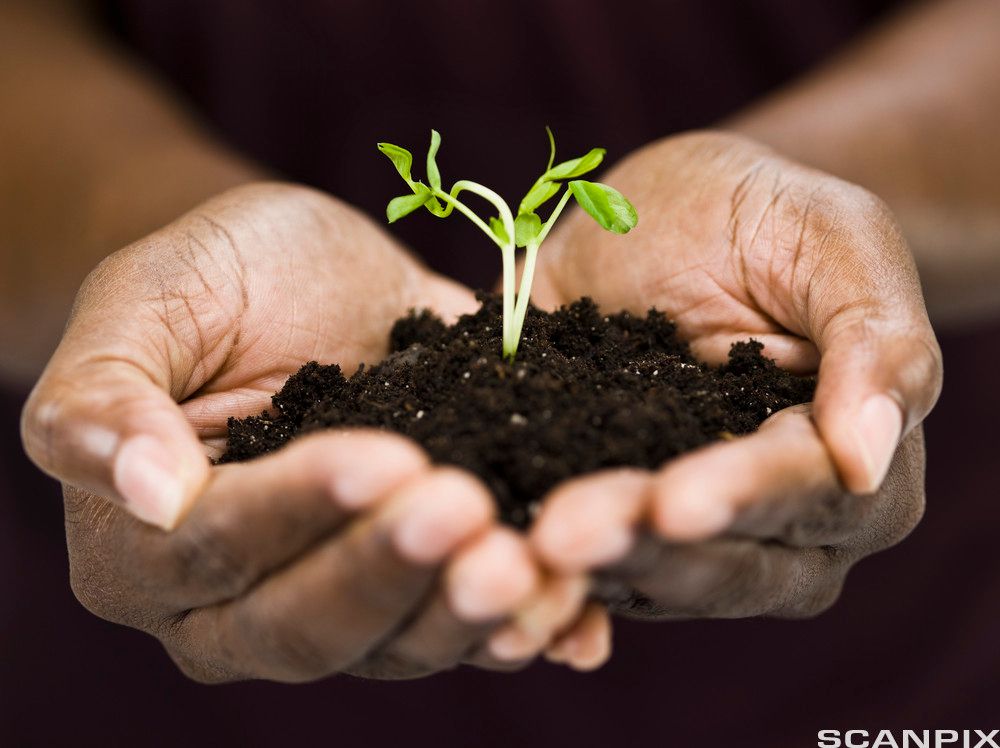 Hender som holder jord med en grønn spire i. Foto. 