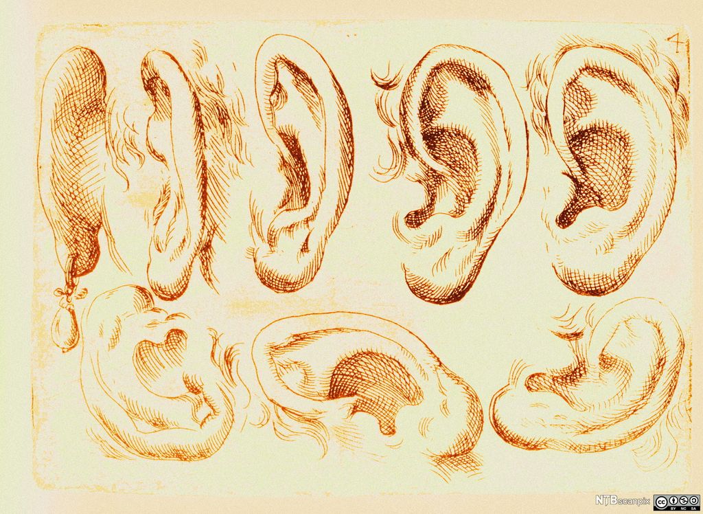 Tegninger av menneskeører. Tegning.
