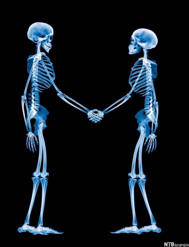 To skjeletter som håndhilser. Illustrasjon.