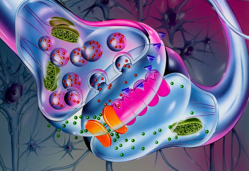Synapse der rusmidler blokkerer reseptorene. Tegning.