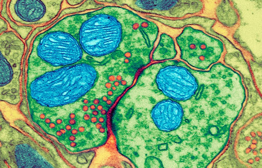 Ein synapse sett gjennom eit elektronmikroskop. Nervecellene er grøne, mitokondriane er blå, og signalstoffa er raude. Mikroskopfoto.