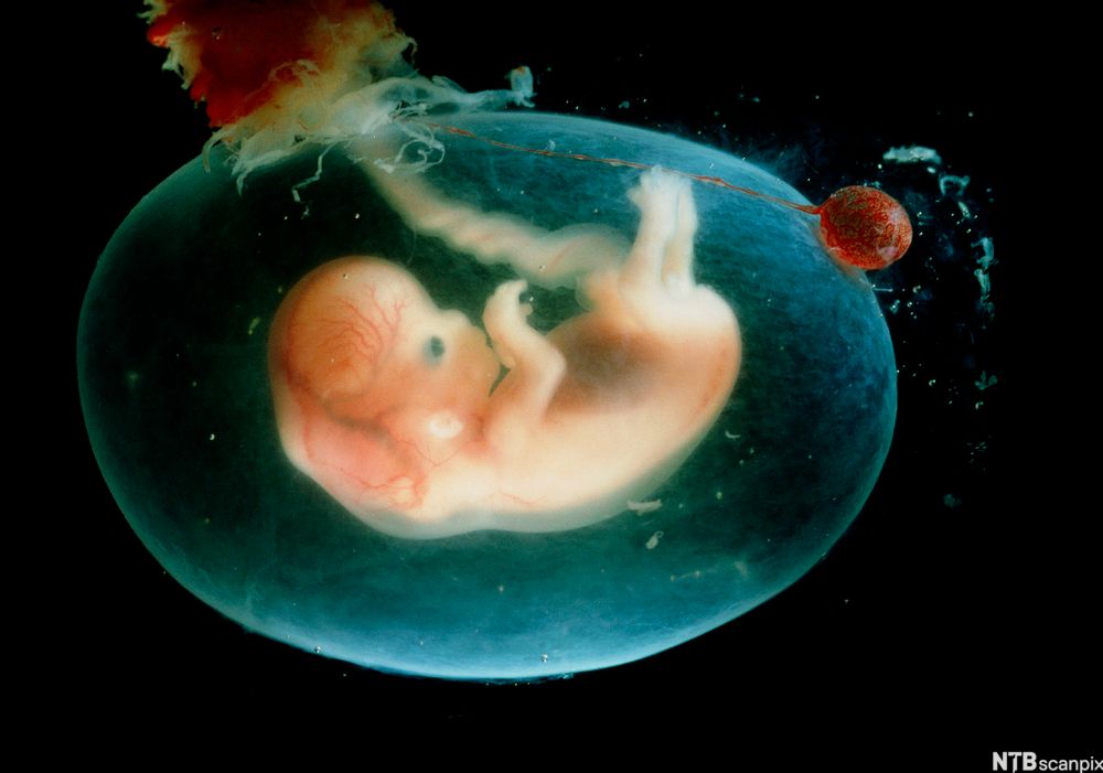 Embryo i fosterhinne. Foto.