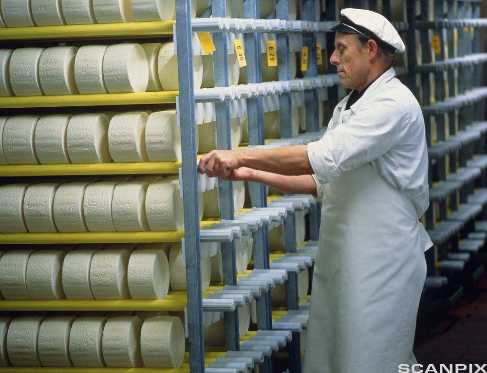 Osteproduksjon: snuing av ost på lager. Runde ostar er stabla inne i ein konstruksjon. Mann snur ostane ved å operere konstruksjonen. Foto.