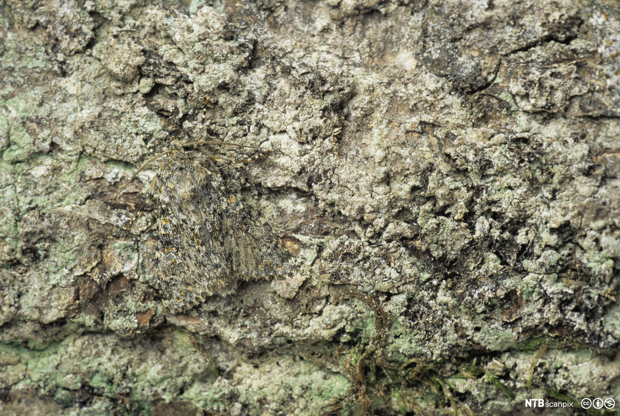 Bjørkelurvemåler med kamuflasje sitter på trestamme. Insektet og trestammen har de samme fargevariasjonene. Foto.