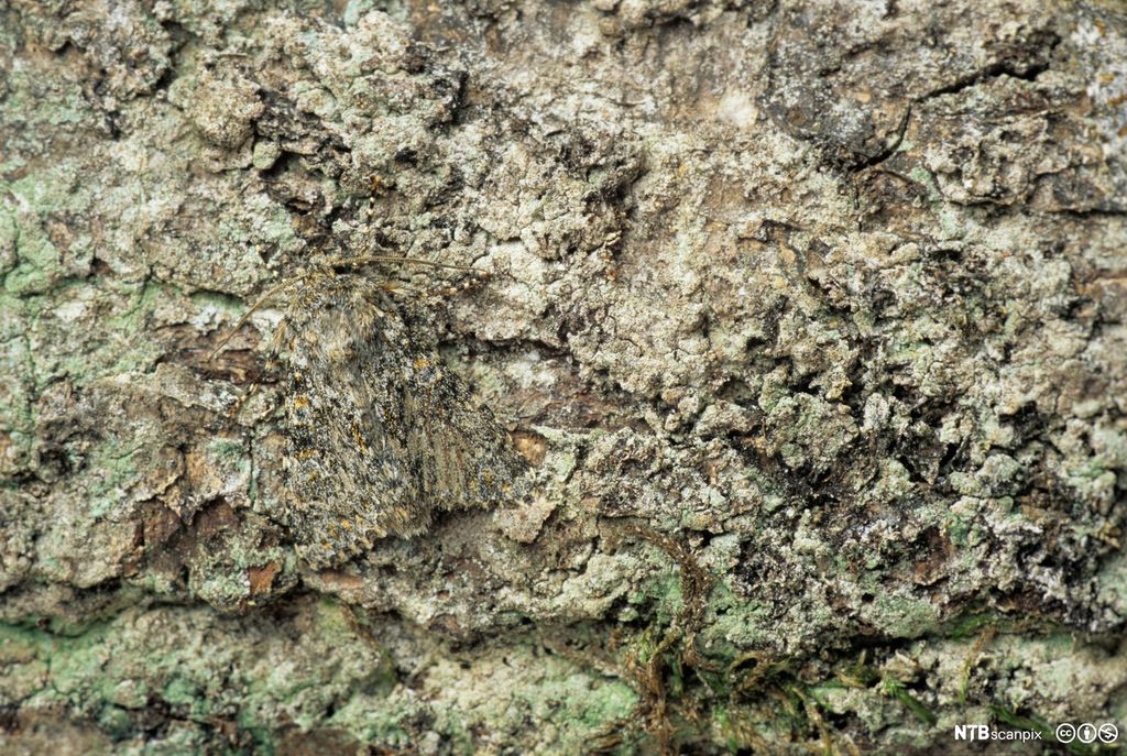 Sommerfugl med samme mønster og farge på vingene som trestammen den sitter på. Foto.