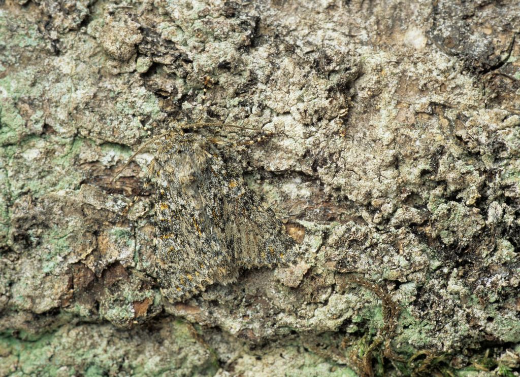 Bjørkelurvemåler med kamuflasje sitter på trestamme. Insektet og trestammen har de samme fargevariasjonene. Foto.