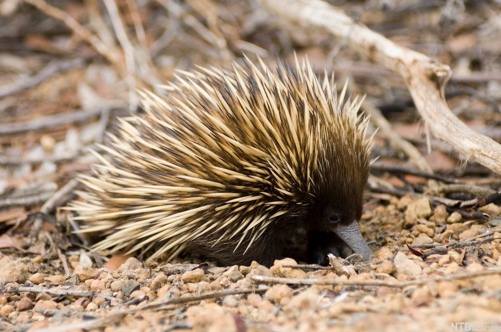 Foto av australsk maurpiggsvin
