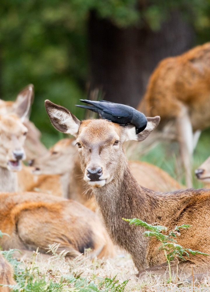 Hjort ligger på bakken med ei kråke på hodet. Foto.