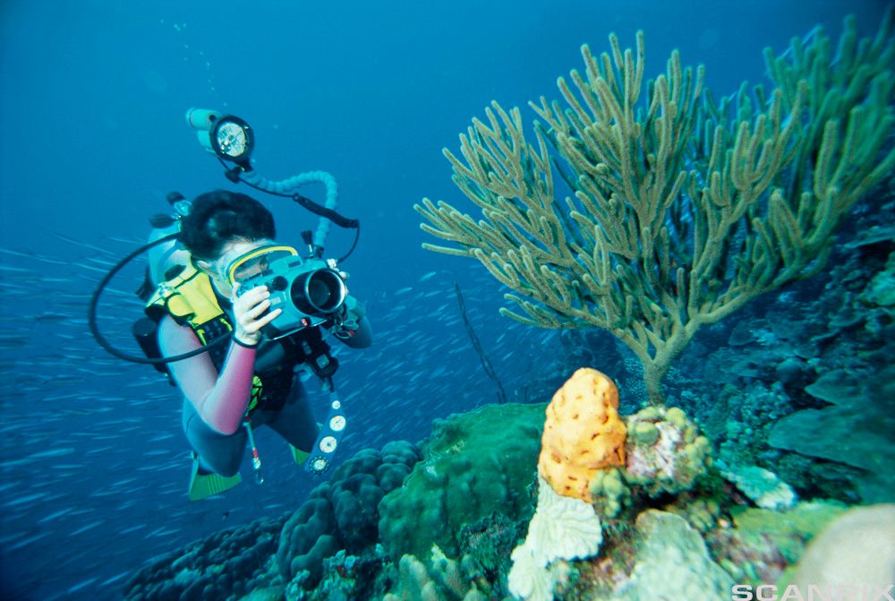 Dykker med kamera. Foto.