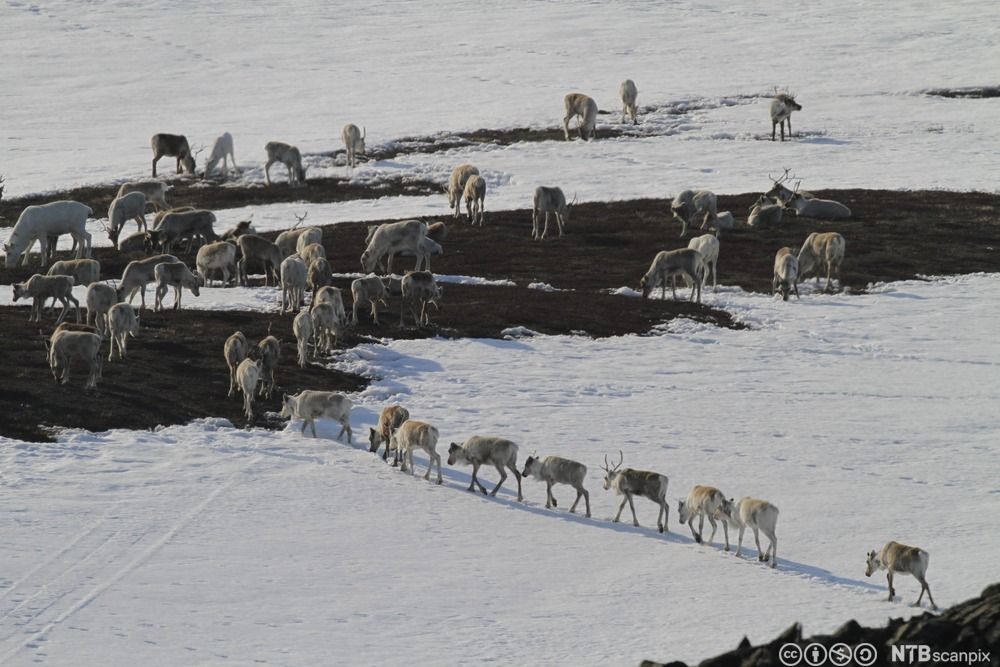 Reinflokk på vei til sommerbeite. Flokken går på flekker med snø og flekker med bar mark. Foto. 