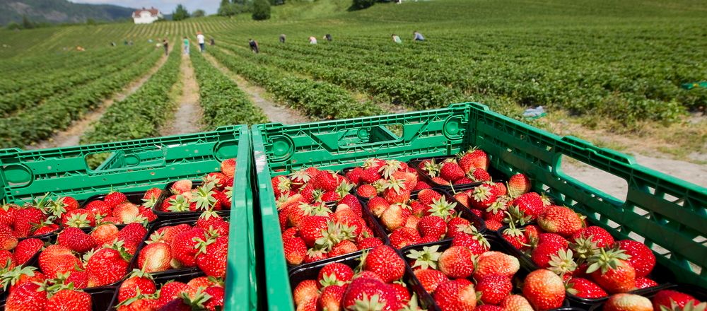 Jordbærkasser med kurver med jordbær i. I bakgrunnen er jordbærplukkere i en åker. Foto.