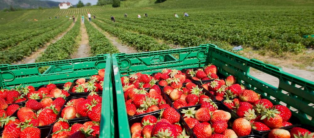Jordbærkassar med korger med jordbær i. I bakgrunnen er jordbærplukkarar i ein åker. Foto.