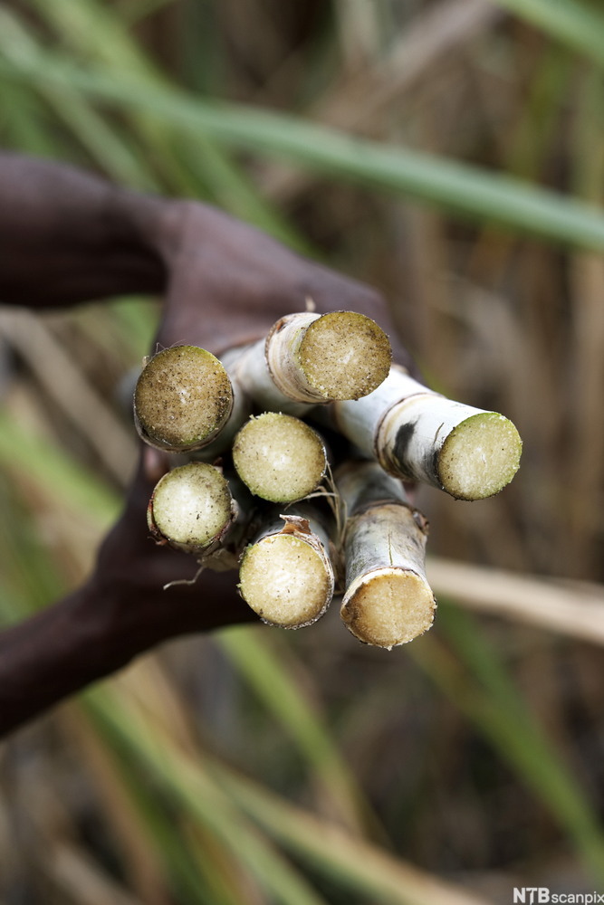 Nærbilete av sukkerøyr i hendene til ein person. Foto.