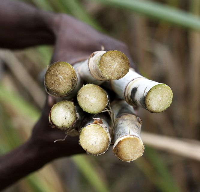 Nærbilete av sukkerøyr i hendene til ein person. Foto.