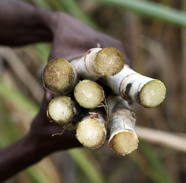 En arbeider holder frem sukkerør i hendene sine. Foto.