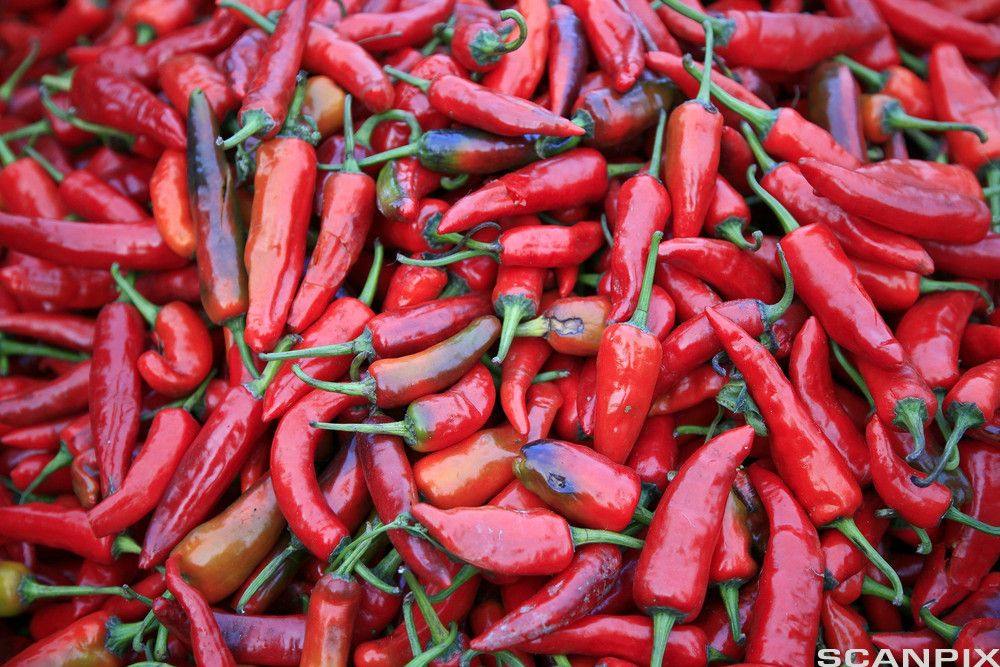 Mengder av rød chili med grønn stilk. Foto.