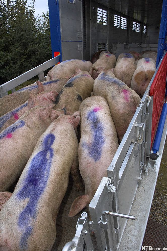 Griser på vei inn i en slaktebil. Foto.