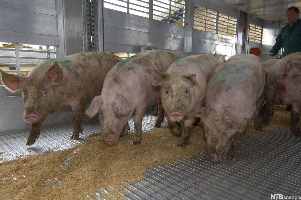 Griser i påbygg for dyretransport. Foto.