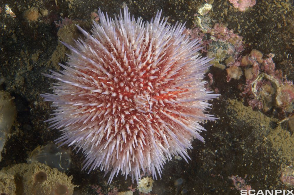 Rød kråkebolle. Foto.