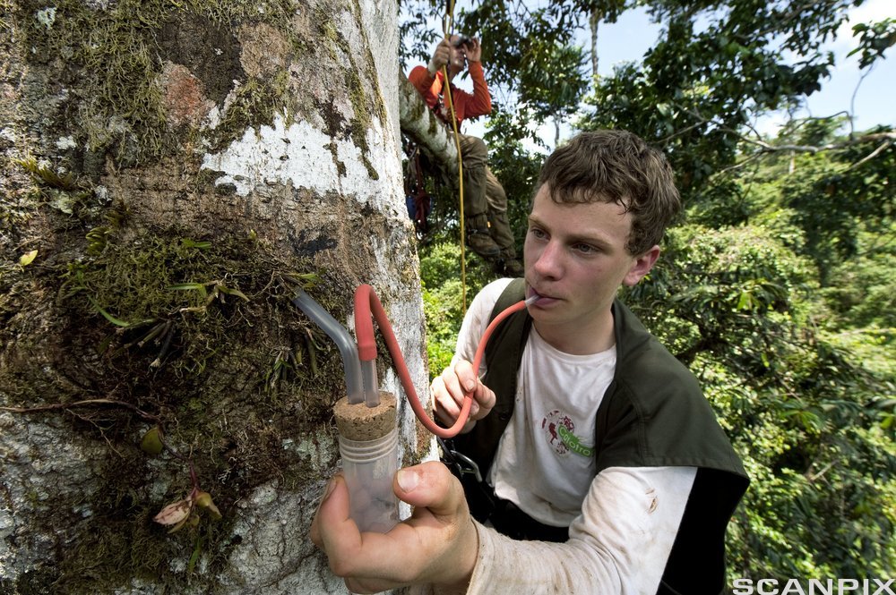 Gutt suger i slange koblet til beholder som samler opp insekter. Foto.