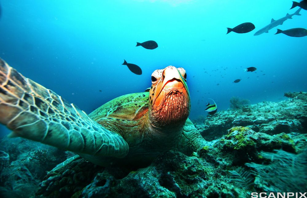 Kjempeskilpadde hviler på et korallrev ved øya Sipadan. Foto.