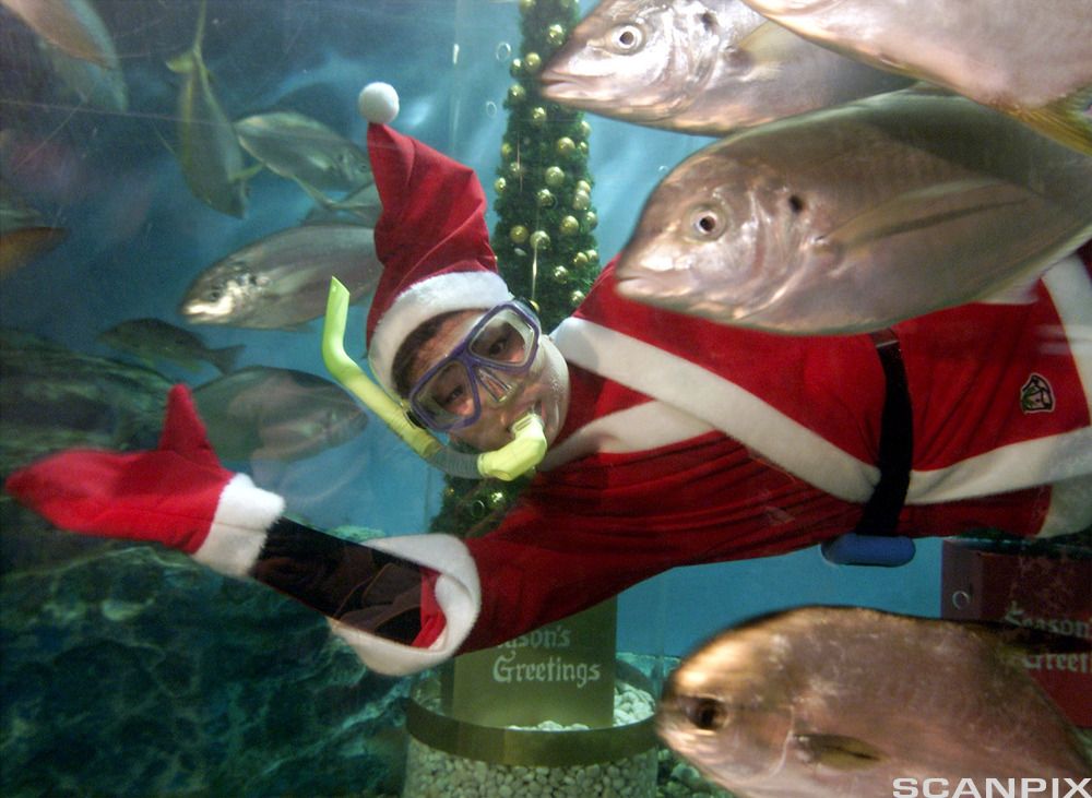 Nisse dykker med fisk i akvarium. Foto.