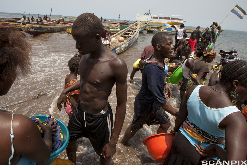 From Sierra Leone. Fishermen bring their catch with boats ashore. Photo.