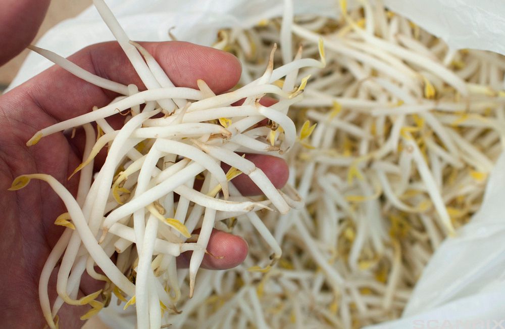 Ei hånd full av hvite spirer. Foto.