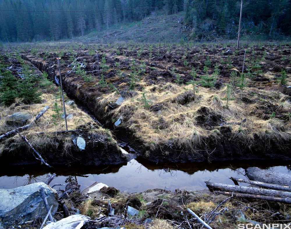 Myrgrøfting i Klæbu, Sør-Trøndelag