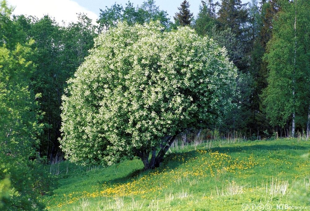 Hegg på eng med skog bak. Foto.