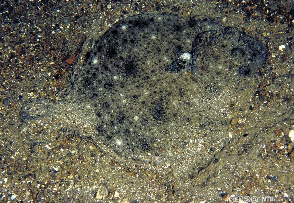 Piggvar. Fisken går i ett med sandbunnen. Foto.