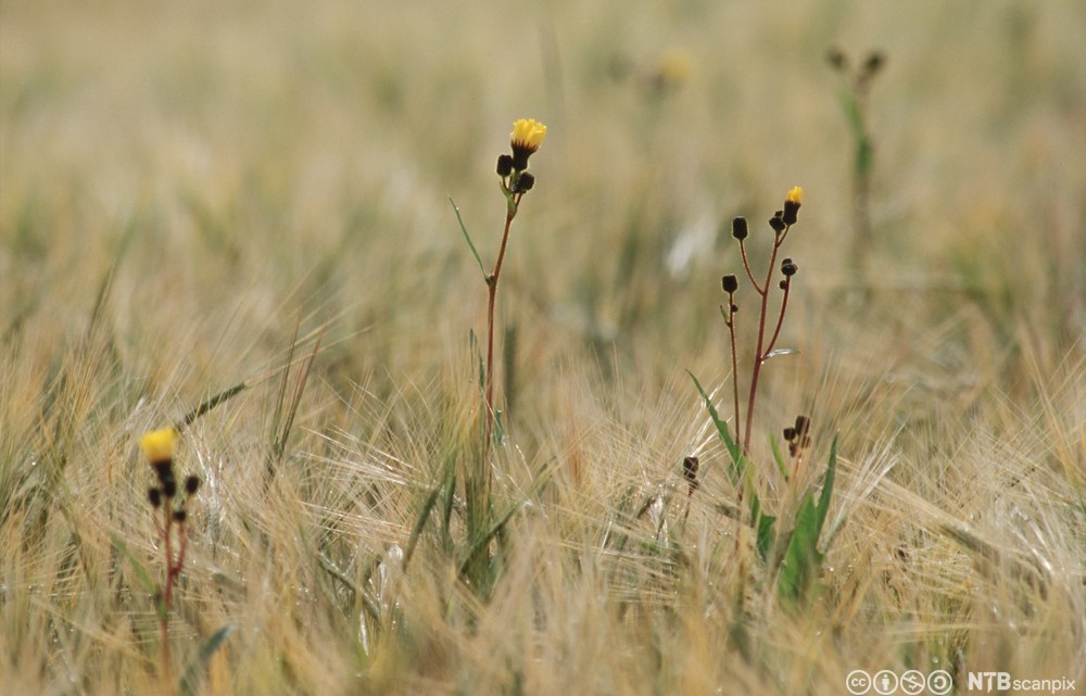 Plante med lange, smale og grønne blader. Små gule blomster sitter på greiner på toppen av stengelen. Foto.
