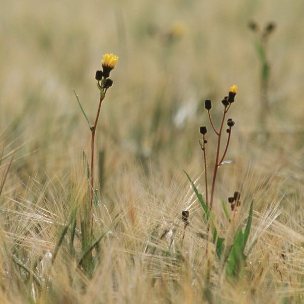 Plante med lange, smale og grønne blader. Små gule blomster sitter på greiner på toppen av stengelen. Foto.