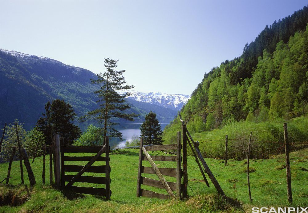 Landskap med fjord, fjell og skog. Foto. 